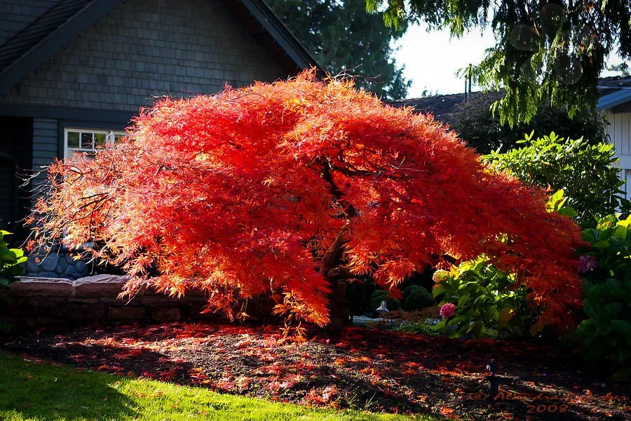 Japanese Maple Orangeola (Acer p. dissectum)