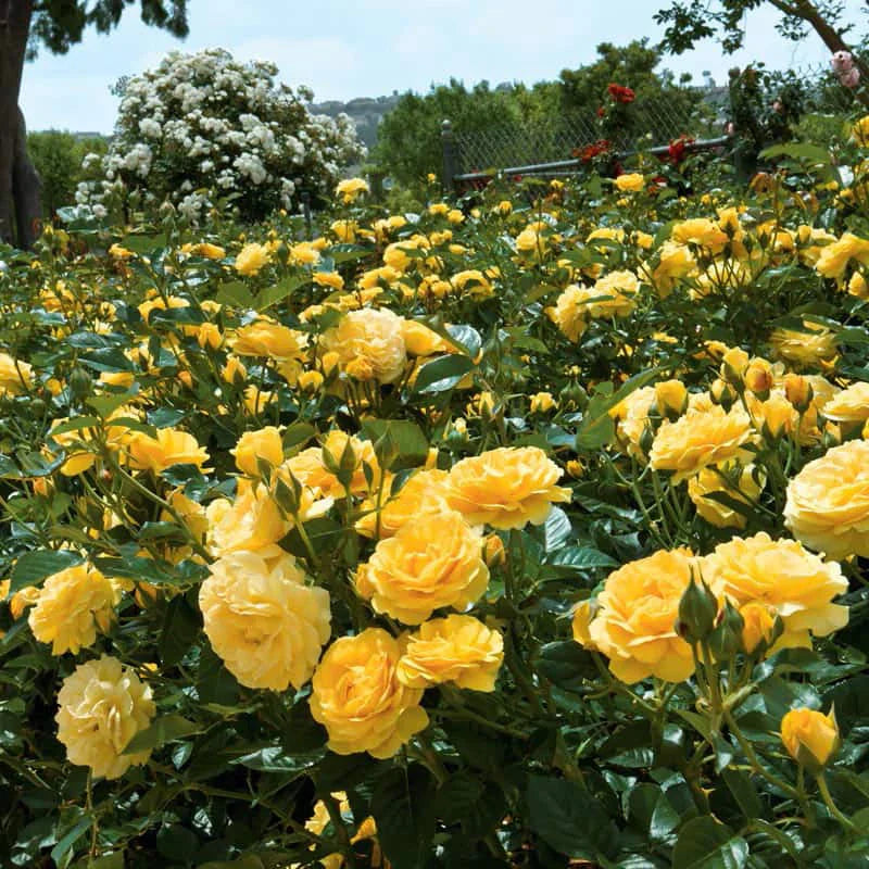 Julia Child - Hardy Rose Plant