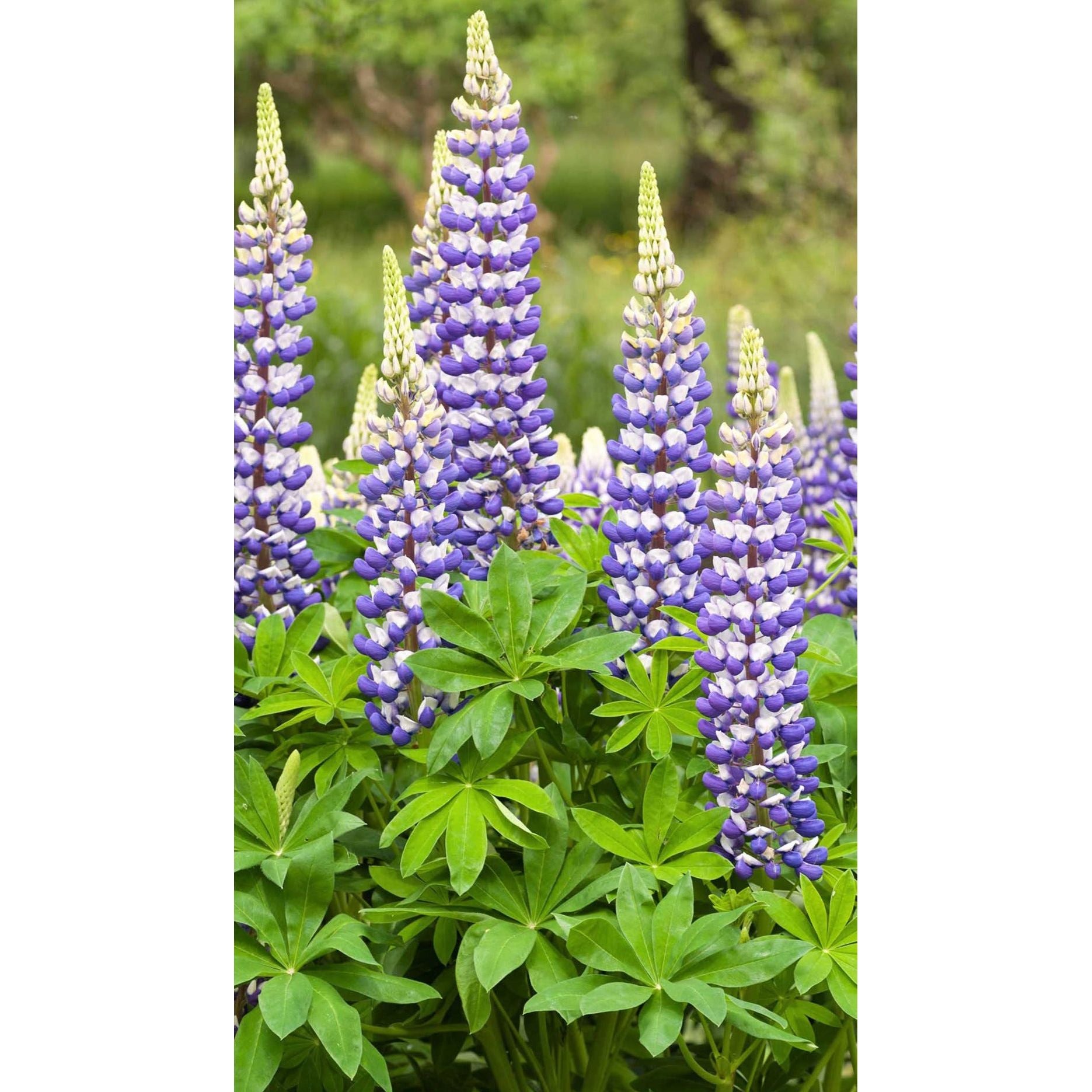 Governor Lupine - Zuba Plants