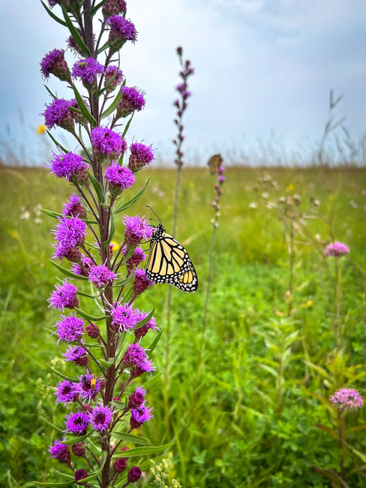 Liatris ligulistylis - Meadow Blazing Star - Multi Pack