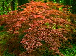 Japanese Maple Orangeola (Acer p. dissectum)