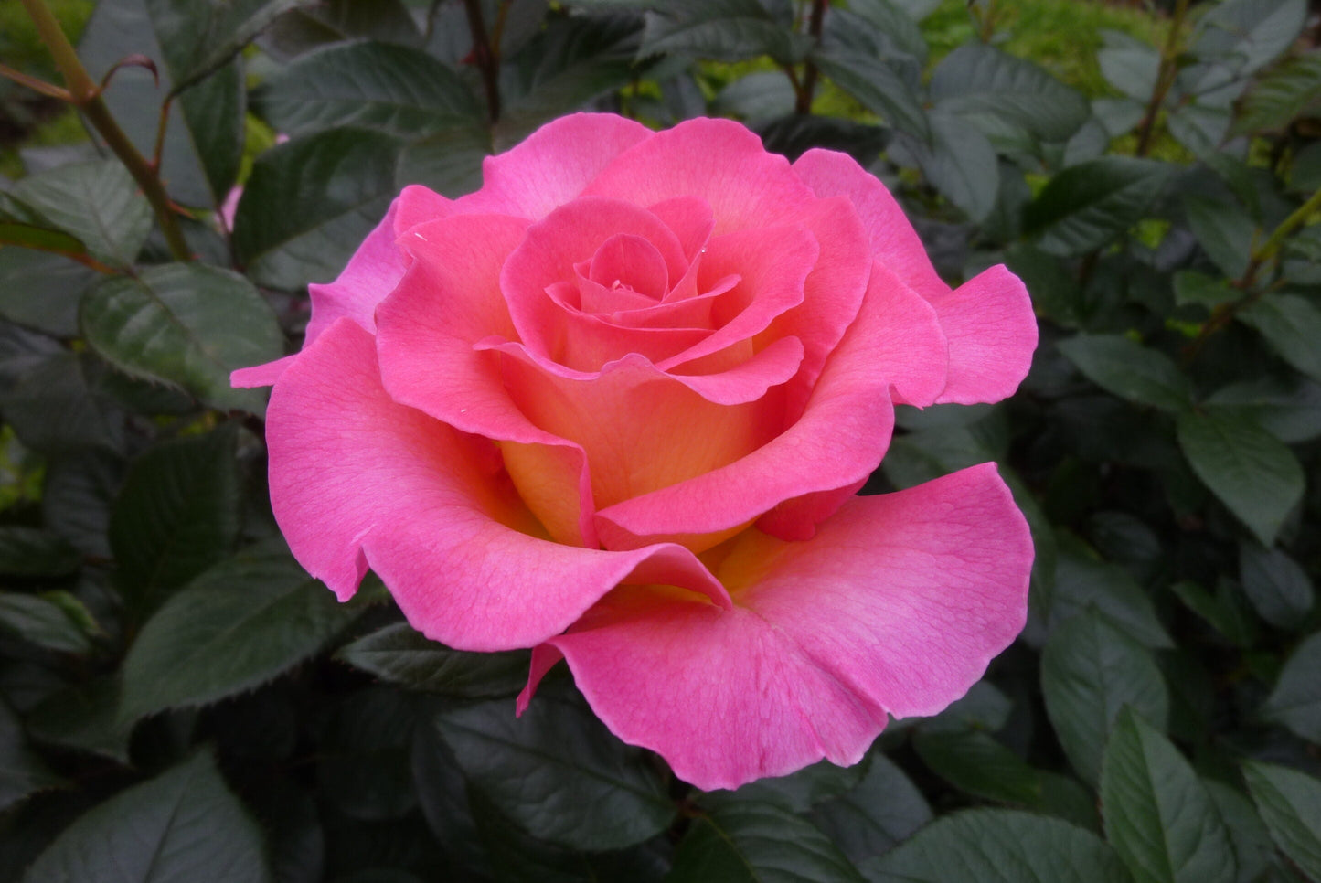 Julie Andrews - Hardy Rose Plant