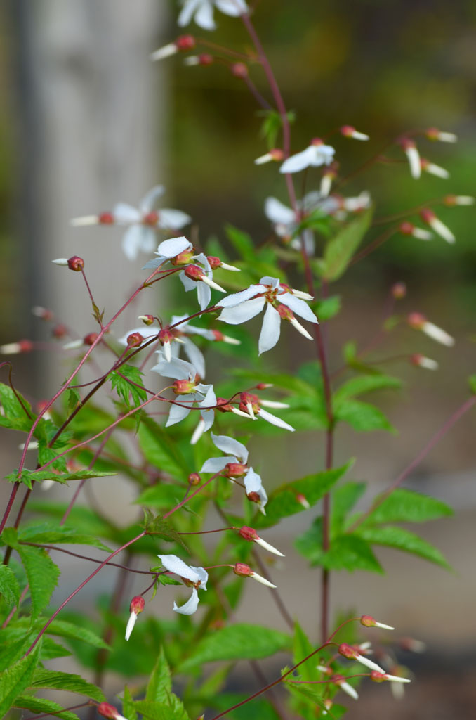 Porteranthus stipulatus - Bowmans Root - Starter Plant