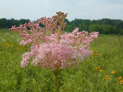 Filipendula rubra - Queen of the Prairie - Starter Plant