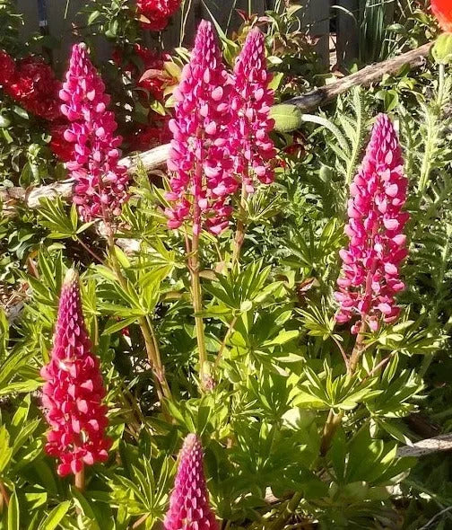 My Castle - Red Lupine - Starter Plant