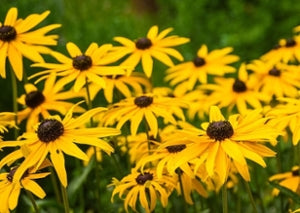 Rudbeckia Hirta - Black eyed susan - Multi Pack