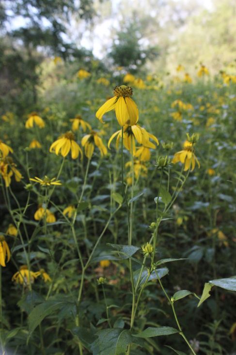 Rudbeckia laciniata - Wild Golden Glow - Starter Plant