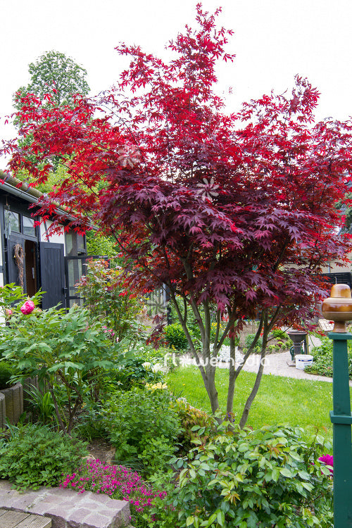 Atropurpurem Japanese Maple (Acer Palmatum)