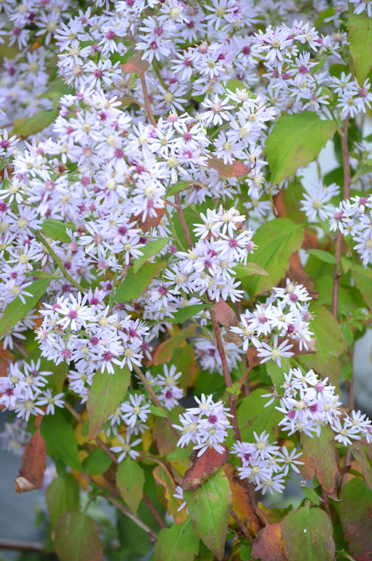 Heart-leaved Aster Plant - Symphyotrichum cordifolium - 2" Plug