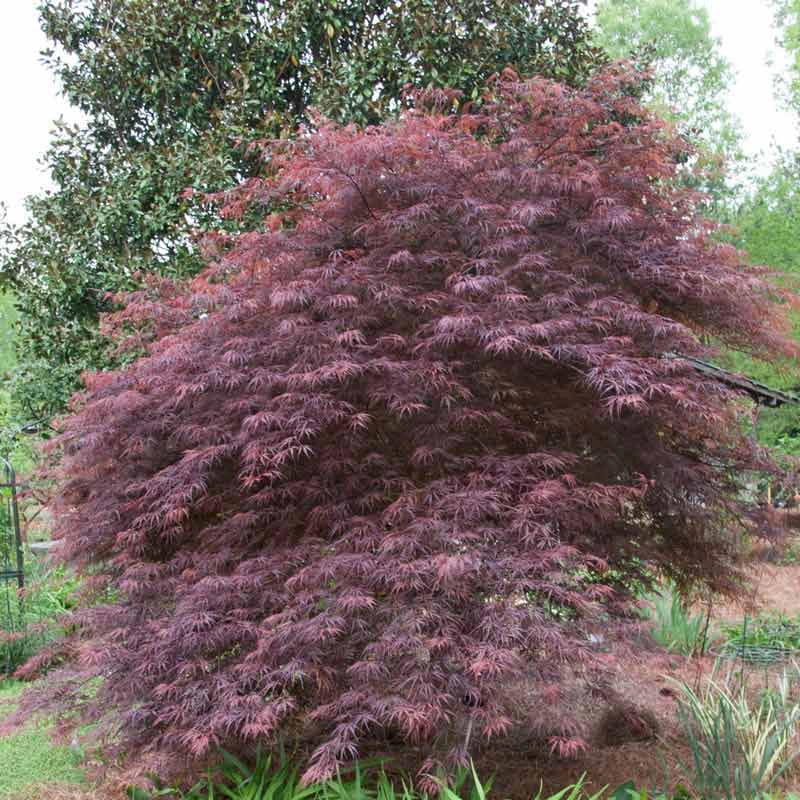 Japanese Maple Tamukeyama (Acer p. dissectum)