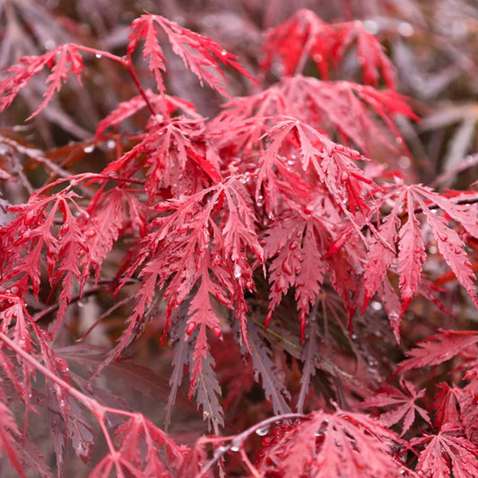 Japanese Maple Tamukeyama (Acer p. dissectum)