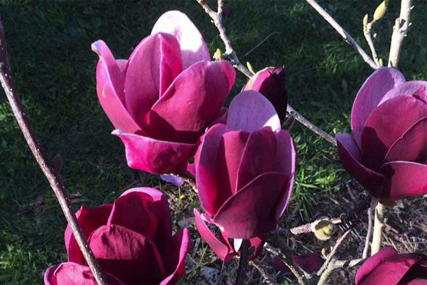 Magnolia Tinkerbelle (Magnolia x Tinkerbelle)